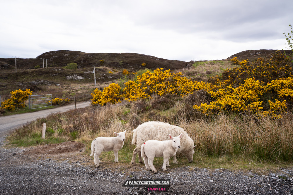 Scotland 2026